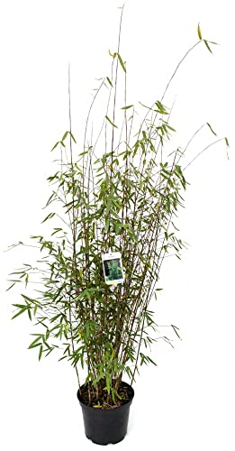 Bambus Fargesia 'Jiuzhaigou 4', 7,5 Liter Topf, Höhe 100-125 cm von Bambus börse