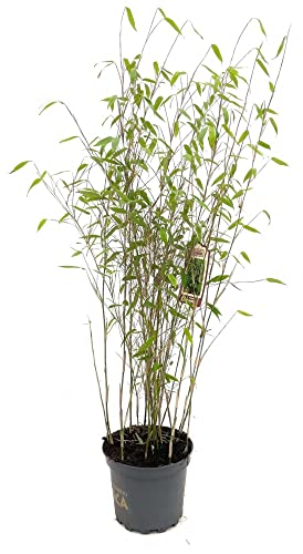 Bambus Fargesia 'Maasai'® 7,5 Liter Topf, Höhe 80-100 cm von Bambus börse
