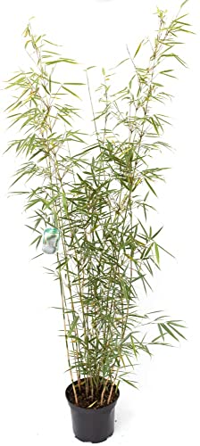 Bambus Fargesia robusta Campbell 7,5 Liter Topf, 100-125cm von Bambus börse