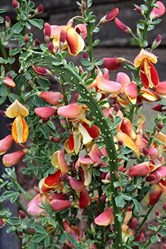 Cytisus scoparius Fantasy - Edelginster Fantasy von Baumschule Pflanzenvielfalt