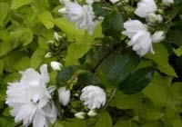 Philadelphus virginalis Schneesturm - Falscher Jasmin - Bauernjasmin - Gartenjasmin - Pfeifenstrauch - duftend von Baumschule Pflanzenvielfalt