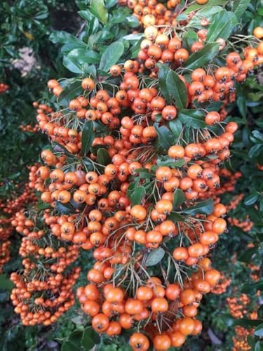 Pyracantha Orange Glow - Feuerdorn Orange Glow - 60-100 von Baumschule Pflanzenvielfalt