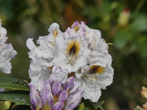 Rhododendron Hybride Kiwi - Großblumige Alpenrose 30-40 cm von Baumschule Pflanzenvielfalt