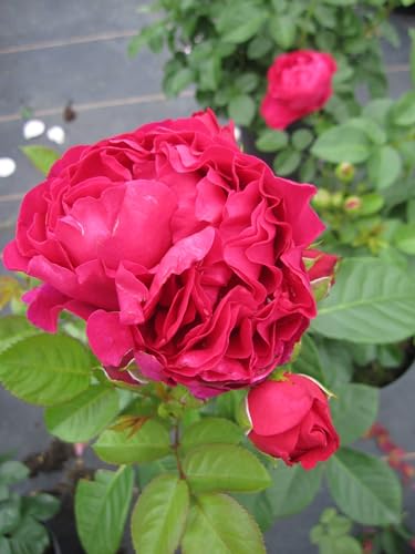 Rosa Marietta ® - Nostalgie Edelrose - Tantau Rose von Baumschule Pflanzenvielfalt