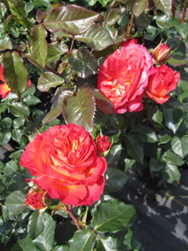 Rosa Vulcano ® - Edelrose Vulcano ® - Kordes Rose - ADR Rose von Baumschule Pflanzenvielfalt
