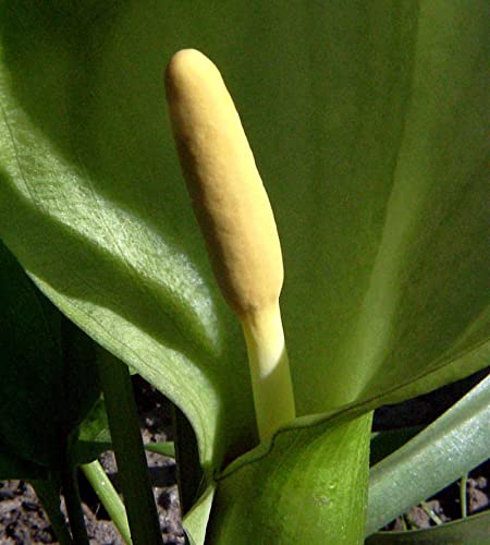 Aronstab - Arum italicum - Gartenpflanze von Baumschule