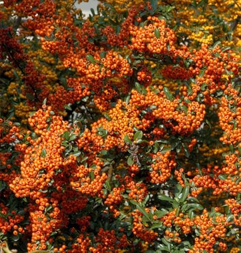 Feuerdorn Orange Star 40-60cm - Pyracantha - Gartenpflanze von Baumschule