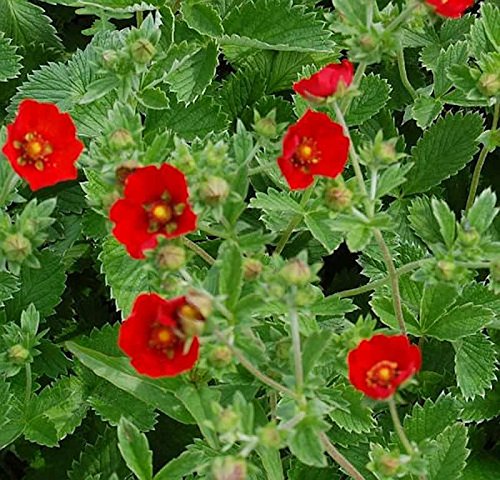 Fingerkraut Scharlach rot - Potentilla atrosanguinea - Gartenpflanze von Baumschule