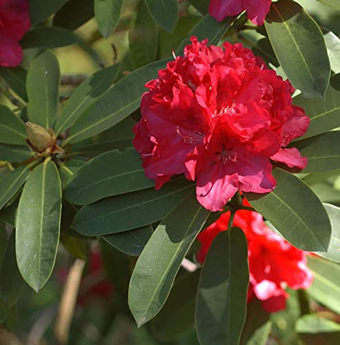 Großblumige Rhododendron Wilgen Ruby 30-40cm - Alpenrose - Gartenpflanze von Baumschule