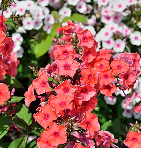 Große Garten-Flammenblume Orange - Phlox Paniculata - Gartenpflanze von Baumschule