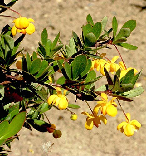 Grüner Polster Berberitze 25-30cm - Berberis buxifolia Nana - Gartenpflanze von Baumschule