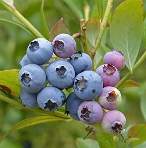 Heidelbeere Chandler 30-40cm - Vaccinium corymbosum - Gartenpflanze von Baumschule