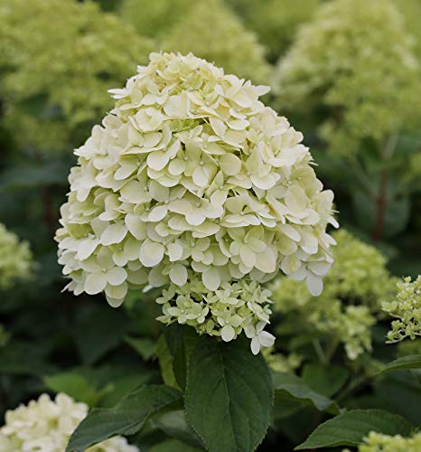 Hochstamm Rispenhortensie Limelight® 60-80cm - Hydrangea paniculata Hochstamm Rispenhortensie Limelight® 60-80cm - Hydrangea paniculata von Baumschule