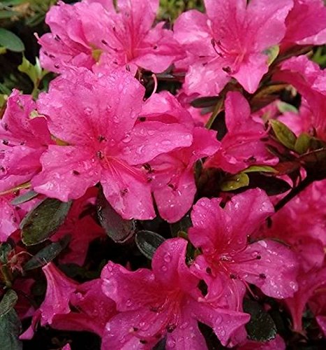 Kriechende Immergrüne Zwerg Azalee Purnululu 20-25cm - Rhododendron nakaharai - Gartenpflanze von Baumschule