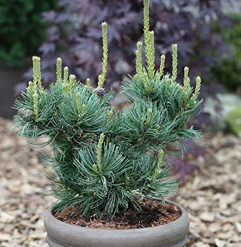 Mädchenkiefer Schoons Bonsai 25-30cm - Pinus parviflora - Gartenpflanze von Baumschule