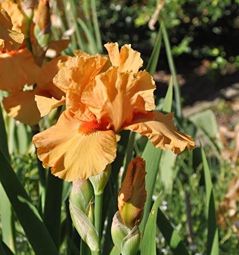 Mittelhohe Schwertlilie Maid of Orange - Iris barbata - Gartenpflanze von Baumschule