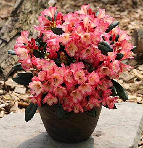 Rhododendron Barbarella 25-30cm - Rhododendron yakushimanum - Gartenpflanze von Baumschule
