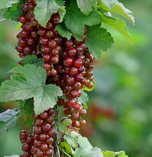 Rote Johannisbeere Rosetta 40-60cm - Ribes rubrum - Gartenpflanze von Baumschule