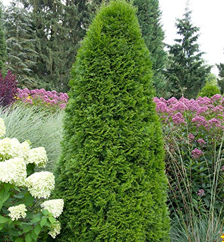 Smaragd Lebensbaum 125-150cm - Thuja occidentalis - Gartenpflanze von Baumschule
