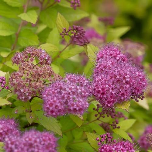 Sommerspierstrauch Magic Carpet 20-30cm - Spiraea japonica - Gartenpflanze von Baumschule