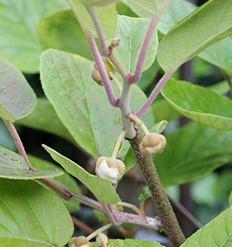 männliche Kiwi Male 60-80cm - Actinidia chinensis - Gartenpflanze von Baumschule