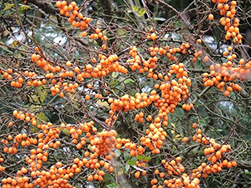 5 Stück Sanddorn 'Orange Energy' -R-, Hippophae rhamnoides 'Orange Energy' im Topf 15 - 30 cm von Biermann Pflanzen