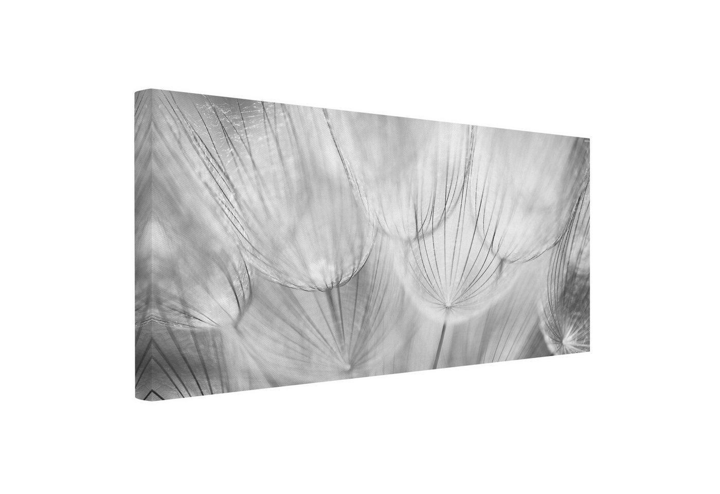 Bilderdepot24 Leinwandbild Kunstdruck Modern Natur Pusteblumen schwarz weiss Leinwand Groß XXL, Bild auf Leinwand, Leinwanddruck in vielen Größen von Bilderdepot24