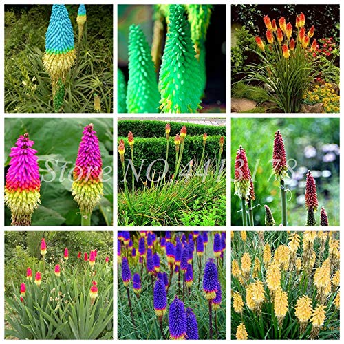 Bloom Green Co. 100pcs Echte Hot Poker (Kniphofia Uvaria) Schöne Fackel-Lilie Blume Perennial Bonsai Topfpflanzen Seedfor Garten Gute Qualität: gemischt von SVI