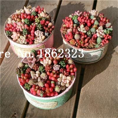 Bloom Green Co. Verkauf! 200 PC/bag Mini Sukkulente Samen Lithops Samen, Topfpflanzen Stauden suculentas Kaktus Samen Planta Strahlung absorbieren: 18 von SVI