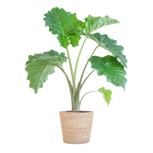 BloomPost Alocasia Portadora — Korb 65 — 75 cm + — Zimmerpflanze — Pflegeleichte Zimmerpflanze — Einfach zu züchtende Zimmerpflanzen für das Büro — Topf im Lieferumfang enthalten von BloomPost