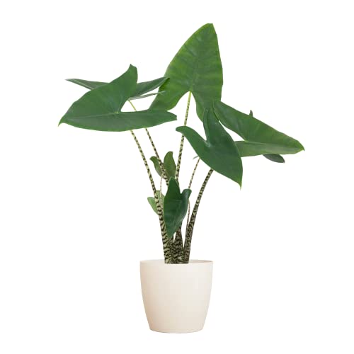 BloomPost Alocasia Zebrina — 60-70 cm + weißer Fasertopf — Zimmerpflanze — pflegeleichte Zimmerpflanze — Einfach zu züchtende Heimbüro-Pflanzen — Inklusive Topf von BloomPost