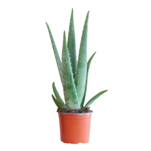 BloomPost Aloe Vera Plant - 25-35 cm Zimmerpflanzen Echt - Indoor Pflanzen für Wohnung und Büro - Pflegeleicht und Luftreinigende Pflanze - Topf Nicht Enthalten von BloomPost