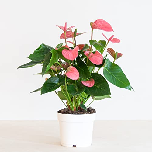 BloomPost Anthurium Andr Madural Rosa (FlamingoPflanze) P17 55cm Höhe Zimmerpflanzen Luftreinigend Leicht zu pflegen Frisch des Züchters von BloomPost