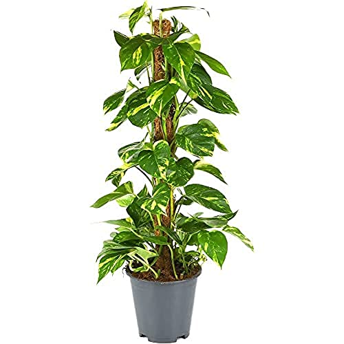 BloomPost Epipremnum Pinnatum auf Mosspole - 70-80 cm Zimmerpflanzen Echt - Indoor Pflanzen für Wohnung und Büro - Pflegeleicht und Luftreinigende Pflanze - Topf Nicht Enthalte von BloomPost