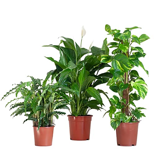 BloomPost Luftreinigungsbox - Zimmerpflanzen - Pflegeleicht - Einfach zu züchten - Pflanzen für das Heimbüro - Perfekt für saubere Luft von BloomPost