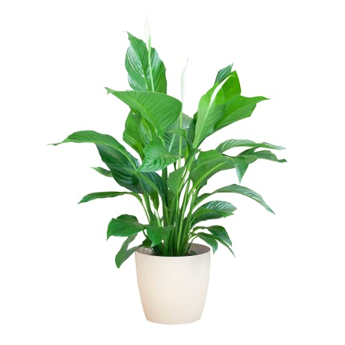 BloomPost Spathiphyllum + Korb - 65-75 cm Zimmerpflanze - Pflegeleicht - Zimmerpflanze - Einfach zu züchten - Pflanzen für Heim und Büro - Perfekt für saubere Luft - Topf enthalten von BloomPost