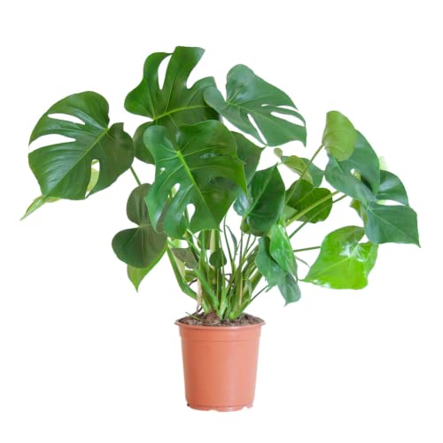 BloomPost Monstera Deliciosa - 50-60 cm Zimmerpflanzen Echt - Indoor Pflanzen für Wohnung und Büro - Pflegeleicht und Luftreinigende Pflanze - Topf Nicht Enthalte von BloomPost