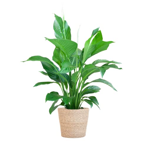 BloomPost Spathiphyllum — Korb 65 — 75 cm + — Zimmerpflanze — Pflegeleicht — Zimmerpflanze — Einfach zu züchten — Pflanze für das Heimbüro — Topf im Lieferumfang enthalten von BloomPost