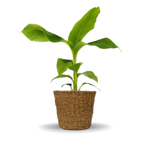 NEU: Bloomify® Bananenpflanze "Bob" mit Übertopf aus Seegras | 40 bis 60 cm großer bedingt winterharter Bananenbaum | pflegeleichte essbare Banane Musa Basjoo für Balkon, Terasse oder Garten von BLOOMIFY