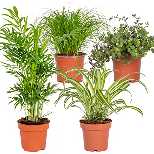 4x Pet Friendly Mix – Cyperus – Chlorophytum – Chamaedorea – Callisia – ⌀12 cm – 15-45 cm von Bloomique