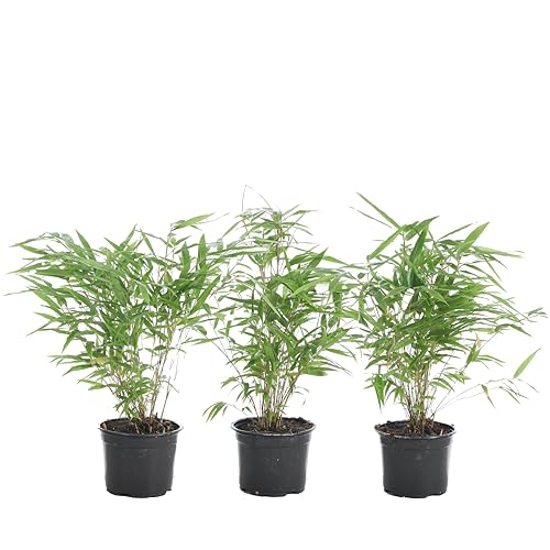 2x Fargesia rufa – Bambus – Gartenpflanze – Winterhart – ⌀14 cm – 35-45 cm von Bloomique