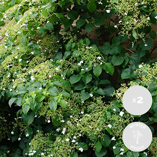 2x Hydrangea Petiolaris – Kletterhortensie – Kletterpflanze – Pflegeleicht – ⌀15 cm – 60-70 cm von Bloomique