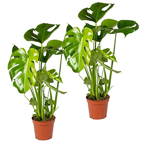 2x Monstera Deliciosa - Lochpflanze - Zimmerpflanze - Luftreinigend – ⌀17 cm - 50-60 cm von Bloomique