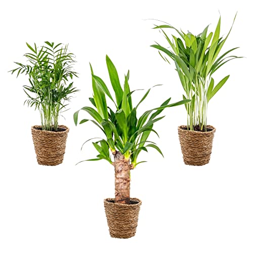3x Tropical Palms Mix Inkl. Korb aus Seegras – ⌀12 cm - 20-45 cm von Bloomique