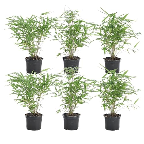 6x Fargesia Formidable – Bambus – Gartenpflanze – Winterhart – ⌀13 cm – 30-40 cm von Bloomique