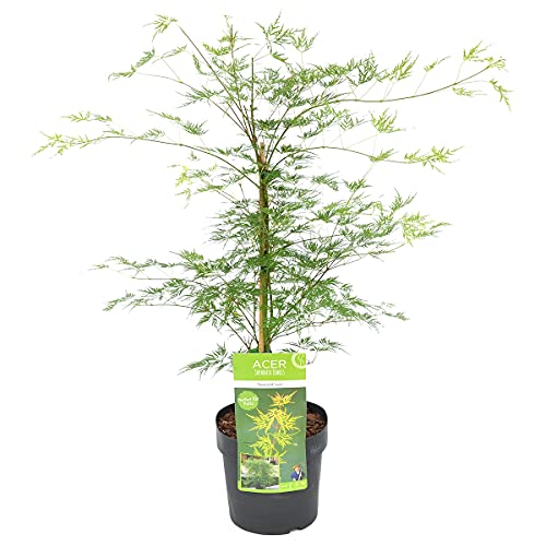 Acer palmatum 'Emerald Lace' – Japanischer Ahorn – Strauch – Winterhart – ⌀19 cm – 60-70 cm von Bloomique