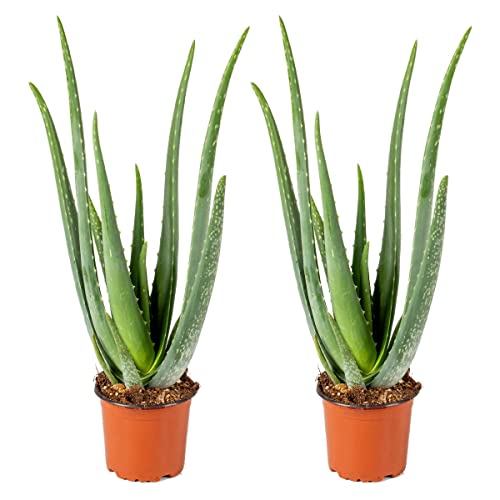 2x Aloe Vera Barbadensis - Sukkulente - Zimmerpflanze - Pflegefreundlich - ⌀12 cm - 35-40 cm von Bloomique