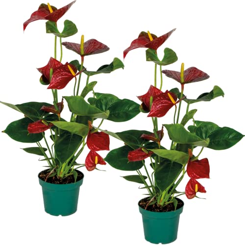 2x Anthurium 'Aristo' Rot - Flamingopflanze - Zimmerpflanze - Pflegefreundlich - ⌀14 cm - 45-55 cm von Bloomique
