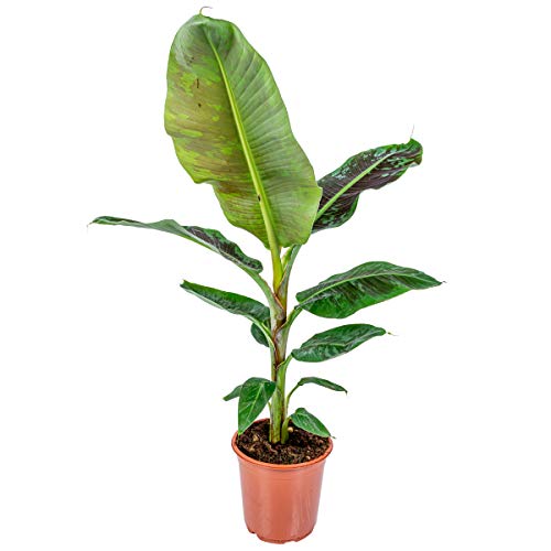 Musa Cavendish - Bananenpflanze - Zimmerpflanze - Luftreinigend - ⌀21 cm - 90-100 cm von Bloomique