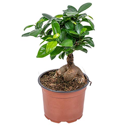 Bonsai-Baum - Ficus 'Ginseng' - ⌀12 cm - 35 cm von Bloomique